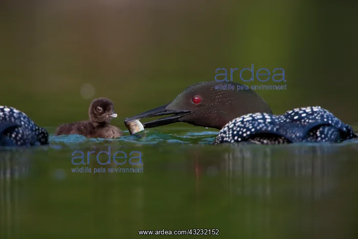 : Canada, British Columbia, Common Loon, breeding : Canada, British Columbia, Common Loon, breeding