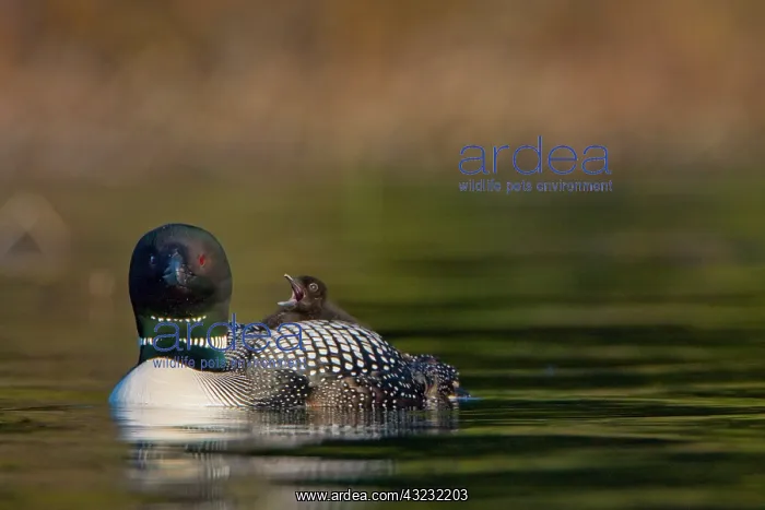 : Canada, British Columbia, Common Loon, breeding : Canada, British Columbia, Common Loon, breeding