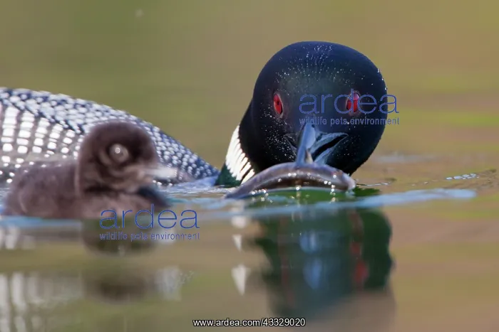 : Canada, British Columbia, Common Loon, breeding : Canada, British Columbia, Common Loon, breeding