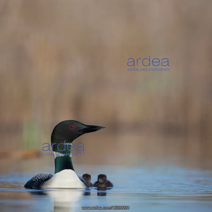 : Canada, British Columbia. Common Loon (Gavia : Canada, British Columbia. Common Loon (Gavia