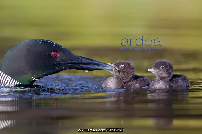 : Canada, British Columbia. Common Loon (Gavia : Canada, British Columbia. Common Loon (Gavia