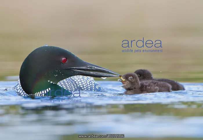 : Canada, British Columbia. Common Loon (Gavia : Canada, British Columbia. Common Loon (Gavia