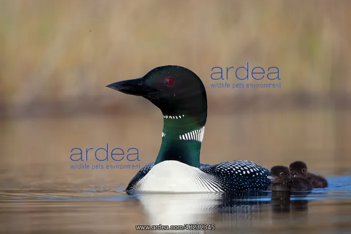 : Canada, British Columbia. Common Loon (Gavia : Canada, British Columbia. Common Loon (Gavia
