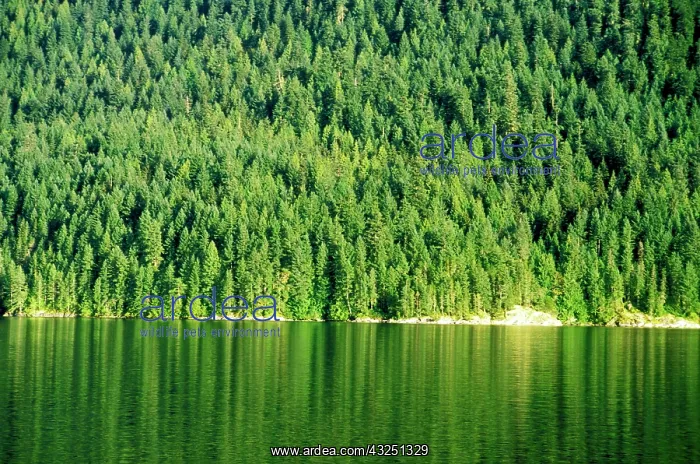 : Canada, British Columbia, Desolation Sound : Canada, British Columbia, Desolation Sound