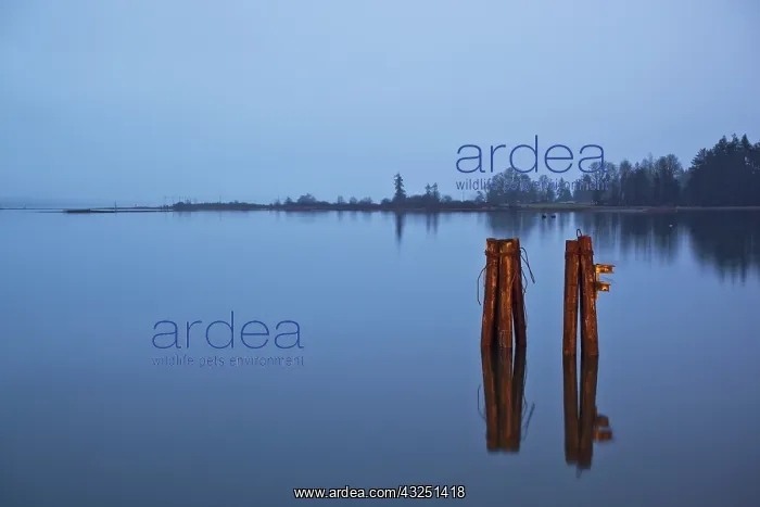 : Canada, British Columbia, Dock pilings at : Canada, British Columbia, Dock pilings at
