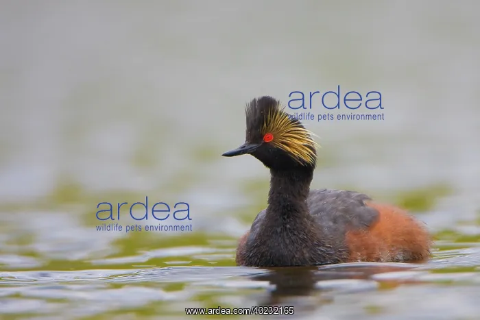 : Canada, British Columbia, Eared Grebe, breeding : Canada, British Columbia, Eared Grebe, breeding