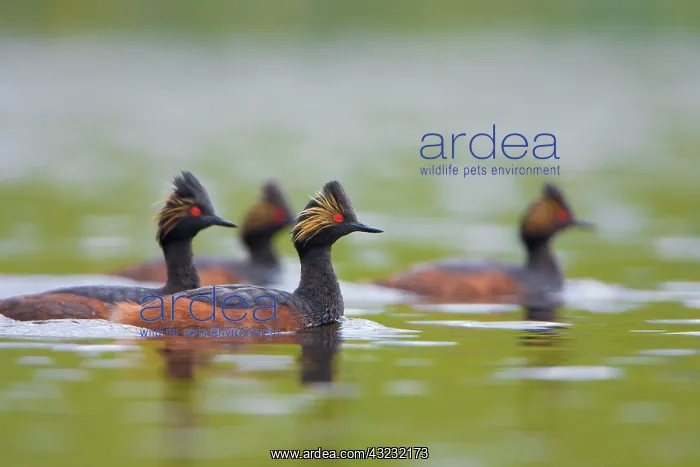 : Canada, British Columbia, Eared Grebe, breeding : Canada, British Columbia, Eared Grebe, breeding