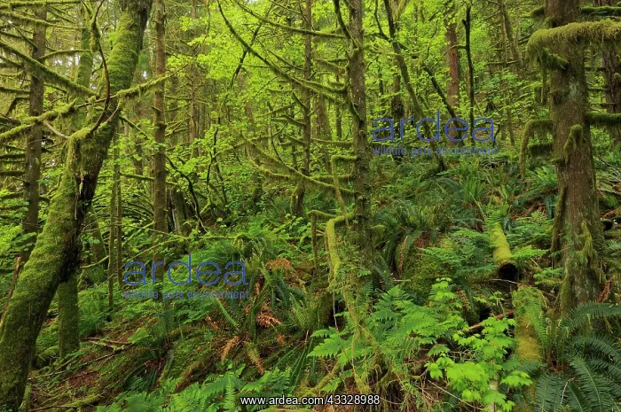 : Canada, British Columbia, Golden Ears Provincial : Canada, British Columbia, Golden Ears Provincial