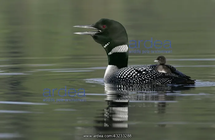 : Canada, British Columbia, Kamloops. Common : Canada, British Columbia, Kamloops. Common