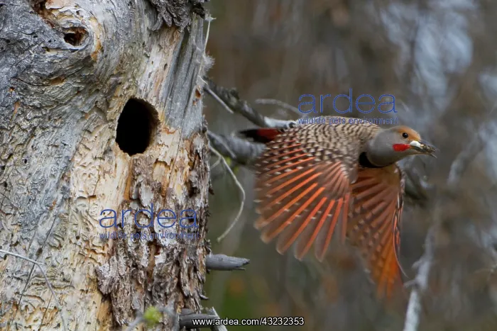 : Canada, British Columbia. Male adult Red-shafted : Canada, British Columbia. Male adult Red-shafted
