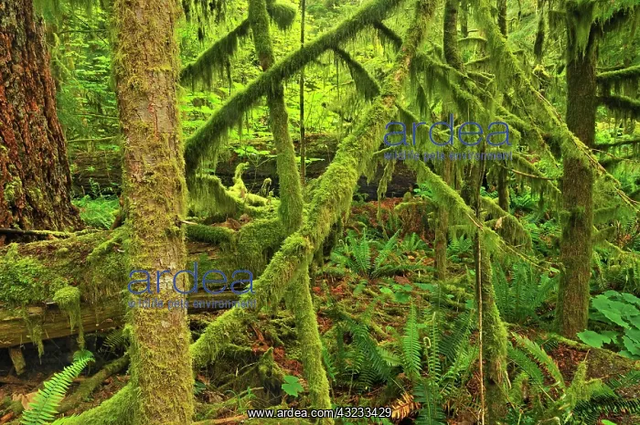 : Canada, British Columbia, McMillan Provincial : Canada, British Columbia, McMillan Provincial