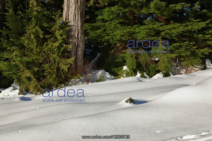 : Canada, British Columbia, Mt. Seymour Provincial : Canada, British Columbia, Mt. Seymour Provincial