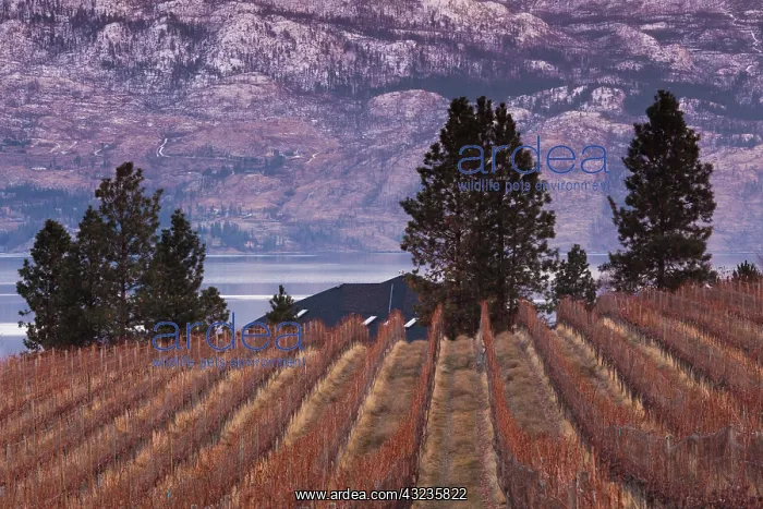 : Canada, British Columbia, Okanagan Valley : Canada, British Columbia, Okanagan Valley