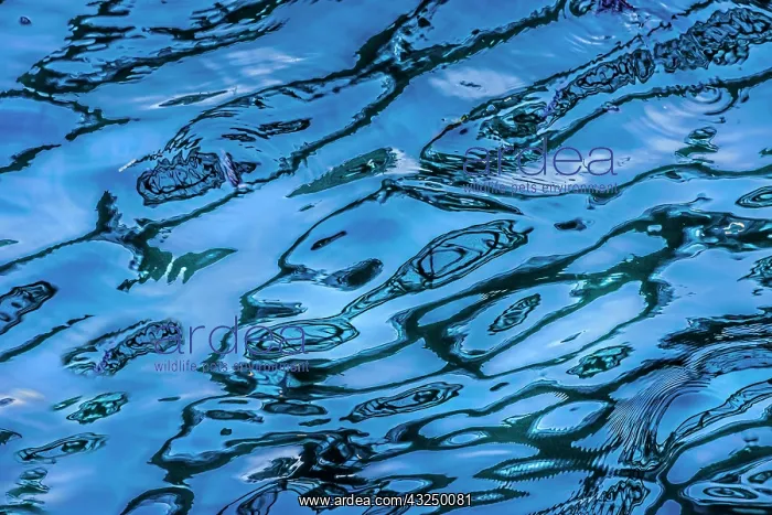  : Canada, British Columbia, Prince Rupert. Wave pattern