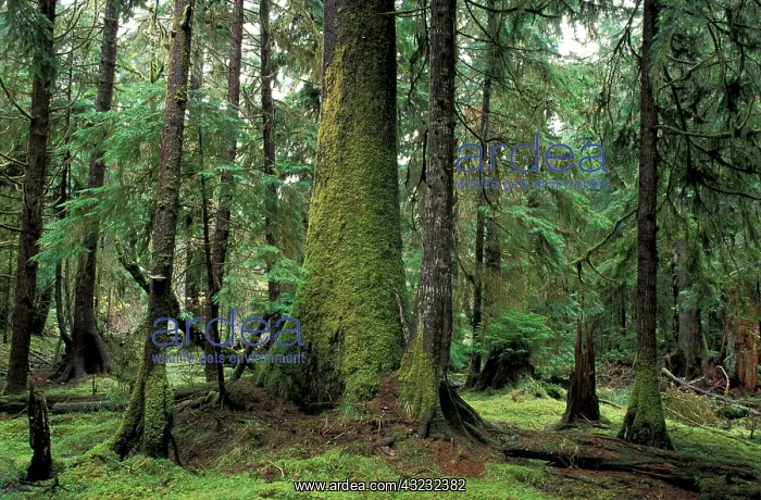 : Canada, British Columbia, Queen Charlotte : Canada, British Columbia, Queen Charlotte