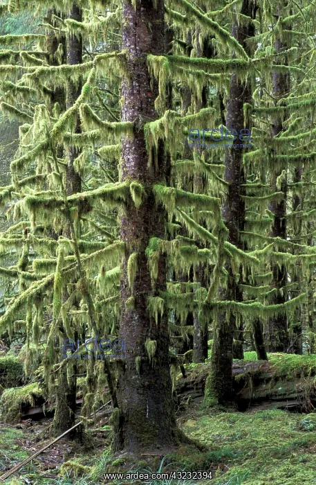 : Canada, British Columbia, Queen Charlotte : Canada, British Columbia, Queen Charlotte