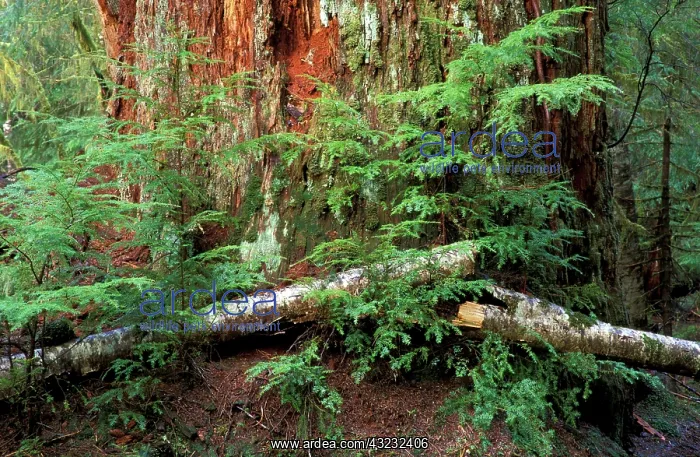 : Canada, British Columbia, Queen Charlotte : Canada, British Columbia, Queen Charlotte