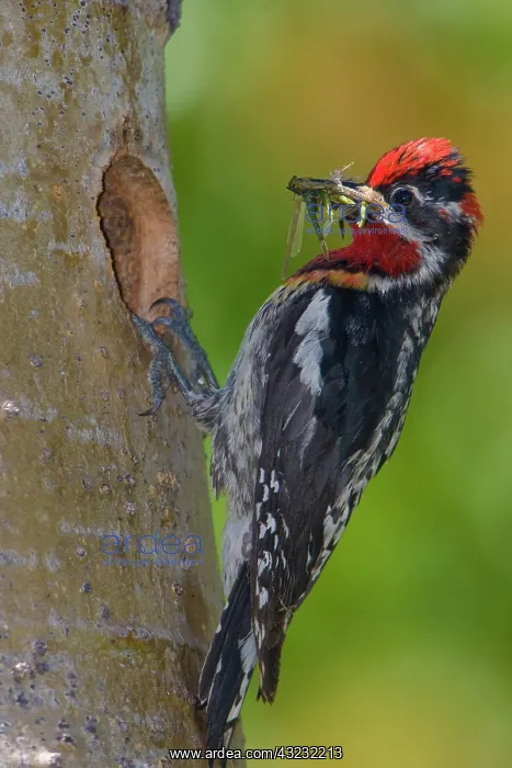 : Canada, British Columbia, Red-naped Sapsucker : Canada, British Columbia, Red-naped Sapsucker