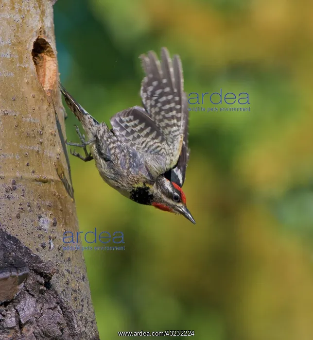 : Canada, British Columbia, Red-naped Sapsucker : Canada, British Columbia, Red-naped Sapsucker