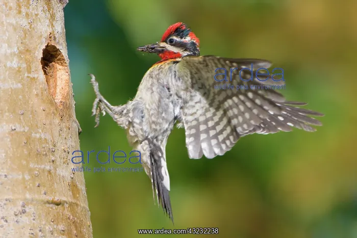 : Canada, British Columbia, Red-naped Sapsucker : Canada, British Columbia, Red-naped Sapsucker