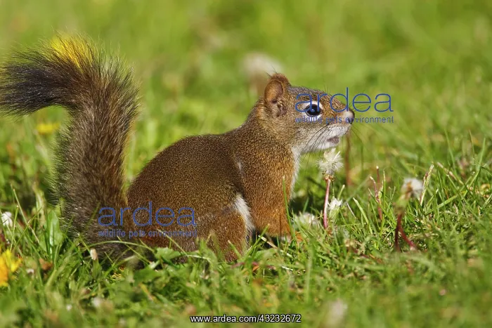 : Canada, British Columbia, Red Squirrel (Pine : Canada, British Columbia, Red Squirrel (Pine