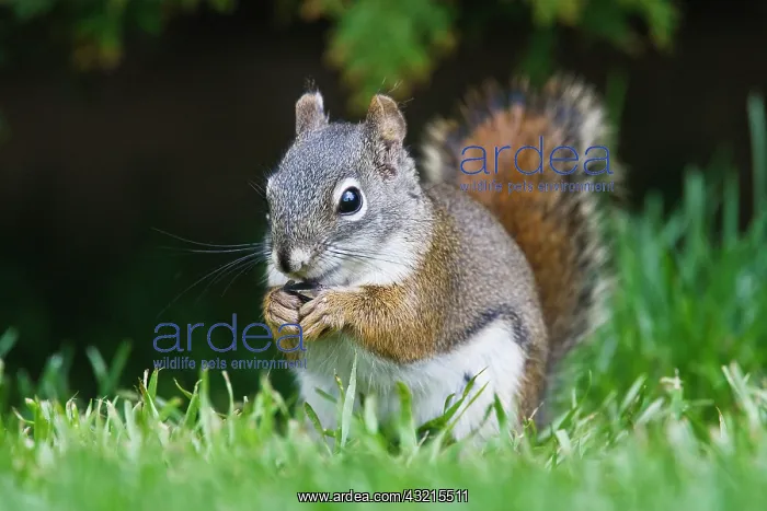 : Canada, British Columbia, Red Squirrel (Pine Squirrel) : Canada, British Columbia, Red Squirrel (Pine Squirrel)