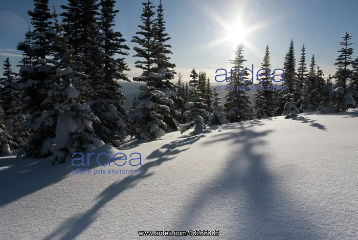 : Canada, British Columbia, Smithers. Snow-laden : Canada, British Columbia, Smithers. Snow-laden