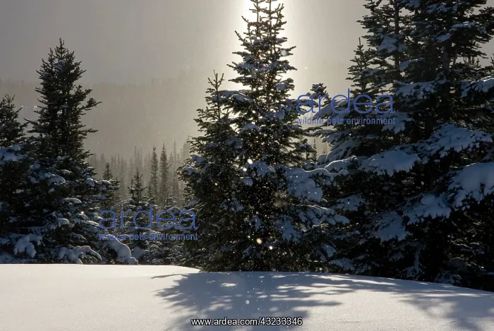 : Canada, British Columbia, Smithers. A sun : Canada, British Columbia, Smithers. A sun
