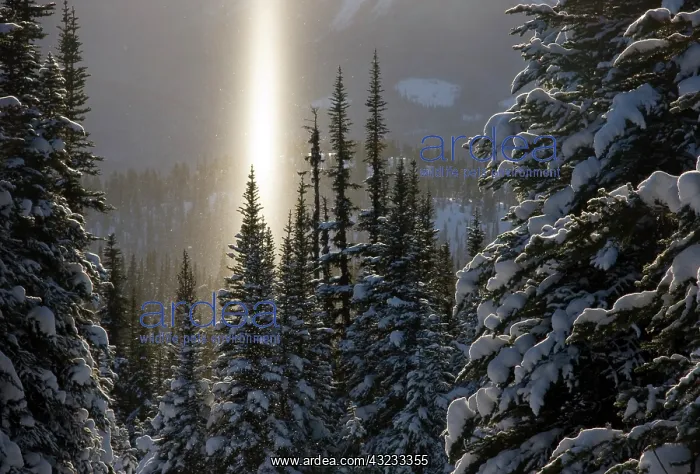 : Canada, British Columbia, Smithers. A sun : Canada, British Columbia, Smithers. A sun