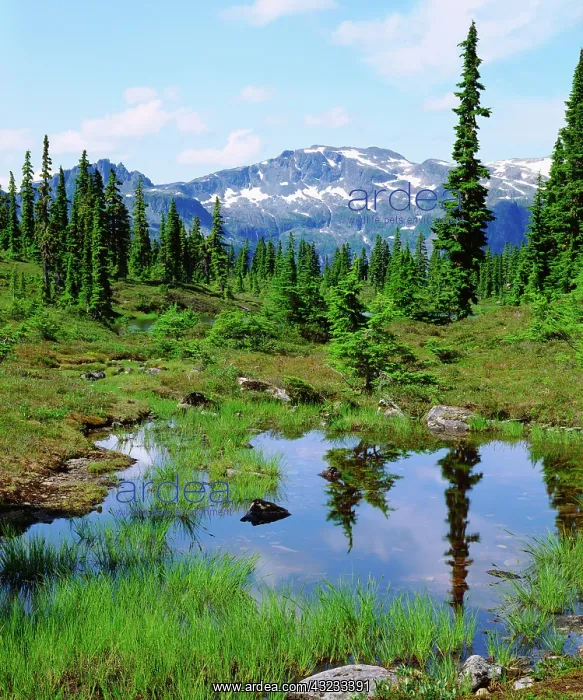 : Canada, British Columbia. A tarn in the : Canada, British Columbia. A tarn in the