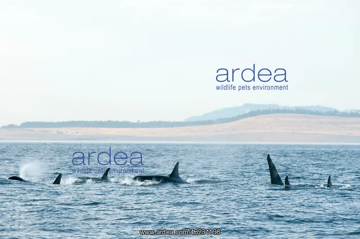 : Canada, British Columbia, Vancouver Island : Canada, British Columbia, Vancouver Island