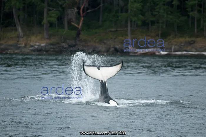 : Canada, British Columbia, Vancouver Island : Canada, British Columbia, Vancouver Island