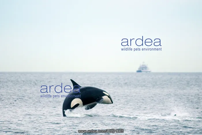 : Canada, British Columbia, Vancouver Island : Canada, British Columbia, Vancouver Island