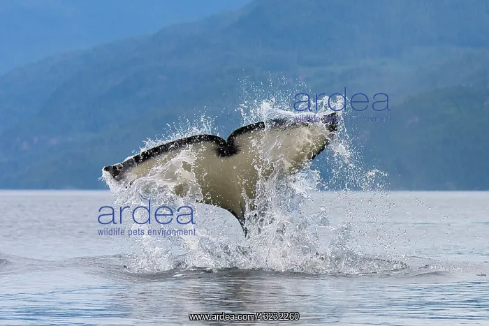 : Canada, British Columbia, Vancouver Island : Canada, British Columbia, Vancouver Island