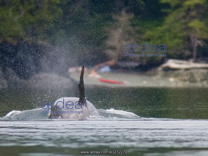 : Canada, British Columbia, Vancouver Island : Canada, British Columbia, Vancouver Island