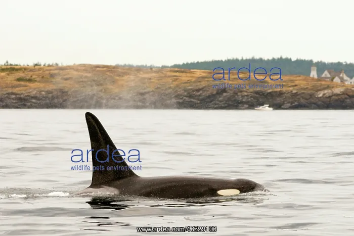 : Canada, British Columbia, Vancouver Island : Canada, British Columbia, Vancouver Island