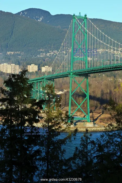  : Canada, British Columbia, Vancouver, Stanley