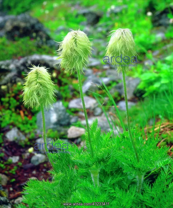 : Canada, British Columbia. Wildflowers in : Canada, British Columbia. Wildflowers in