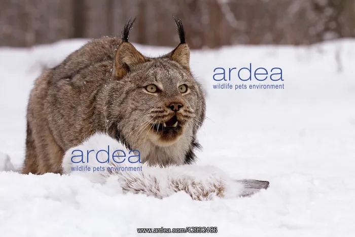 : Canada / Canadaian Lynx : Canada / Canadaian Lynx