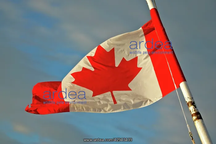 : Canada - Canadian Flag in red and white with maple leaf : Canada - Canadian Flag in red and white with maple leaf