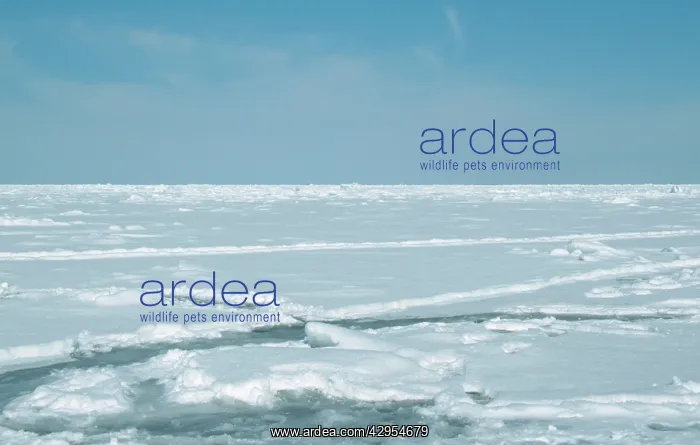 : Canada - crevice in ice, harp seal habitat : Canada - crevice in ice, harp seal habitat
