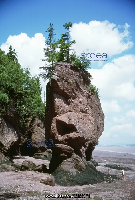 : CANADA - eroded rock - Flower Pot Rock, at low : CANADA - eroded rock - Flower Pot Rock, at low