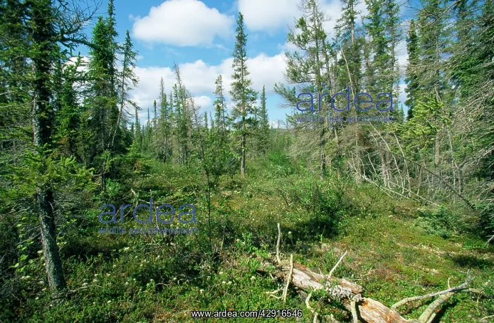 : Canada - forest tundra : Canada - forest tundra