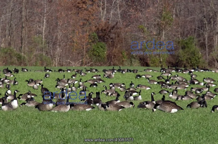 : Canada Geese : Canada Geese