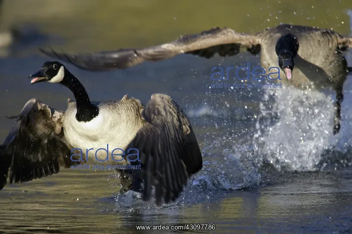 : Canada Geese : Canada Geese