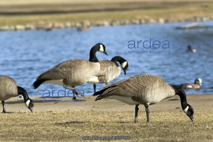 : Canada Geese : Canada Geese