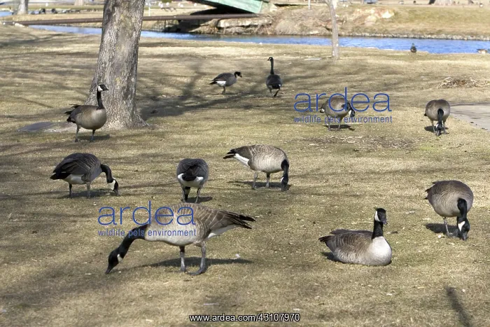 : Canada Geese : Canada Geese