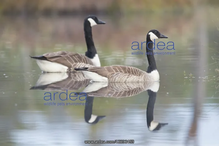 : Canada Geese : Canada Geese
