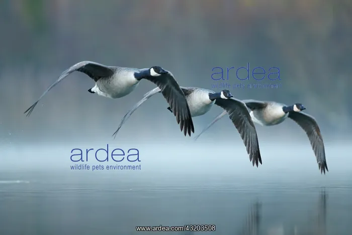 : Three Canada Geese (Branta canadensis) flying over : Three Canada Geese (Branta canadensis) flying over
