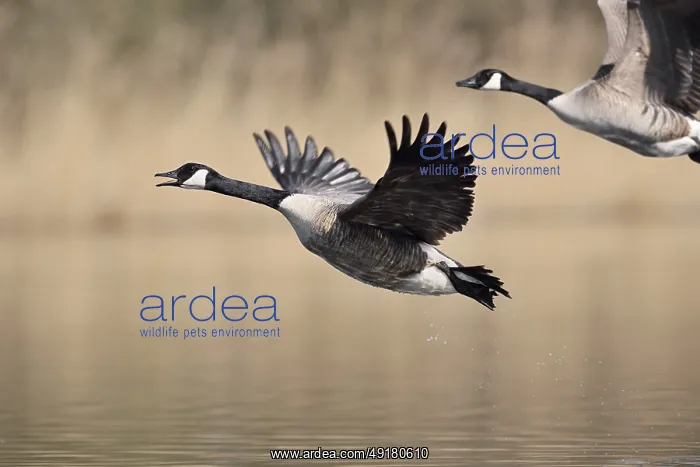  : Canada geese (Branta canadensis) flying